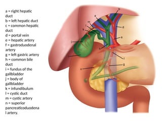a = right hepatic
duct
b = left hepatic duct
c = common hepatic
duct
d = portal vein
e = hepatic artery
f = gastroduodenal
artery
g = left gastric artery
h = common bile
duct
i = fundus of the
gallbladder
j = body of
gallbladder
k = infundibulum
l = cystic duct
m = cystic artery
n = superior
pancreaticoduodena
l artery.
 