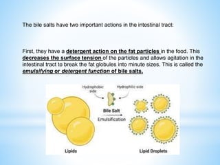 The bile salts have two important actions in the intestinal tract:
First, they have a detergent action on the fat particles in the food. This
decreases the surface tension of the particles and allows agitation in the
intestinal tract to break the fat globules into minute sizes. This is called the
emulsifying or detergent function of bile salts.
 