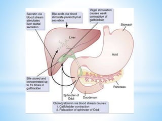 GALLBLADDER AND BILE (2).pptx