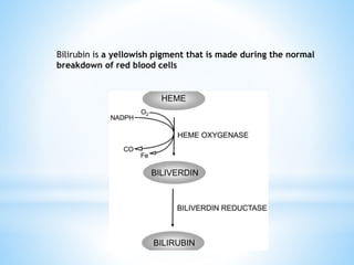 Bilirubin is a yellowish pigment that is made during the normal
breakdown of red blood cells
 