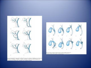 Gallbladder and extrahepatic biliary system | PPT