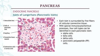HISTOLOGY - Gallbladder and Pancreas | PPTX