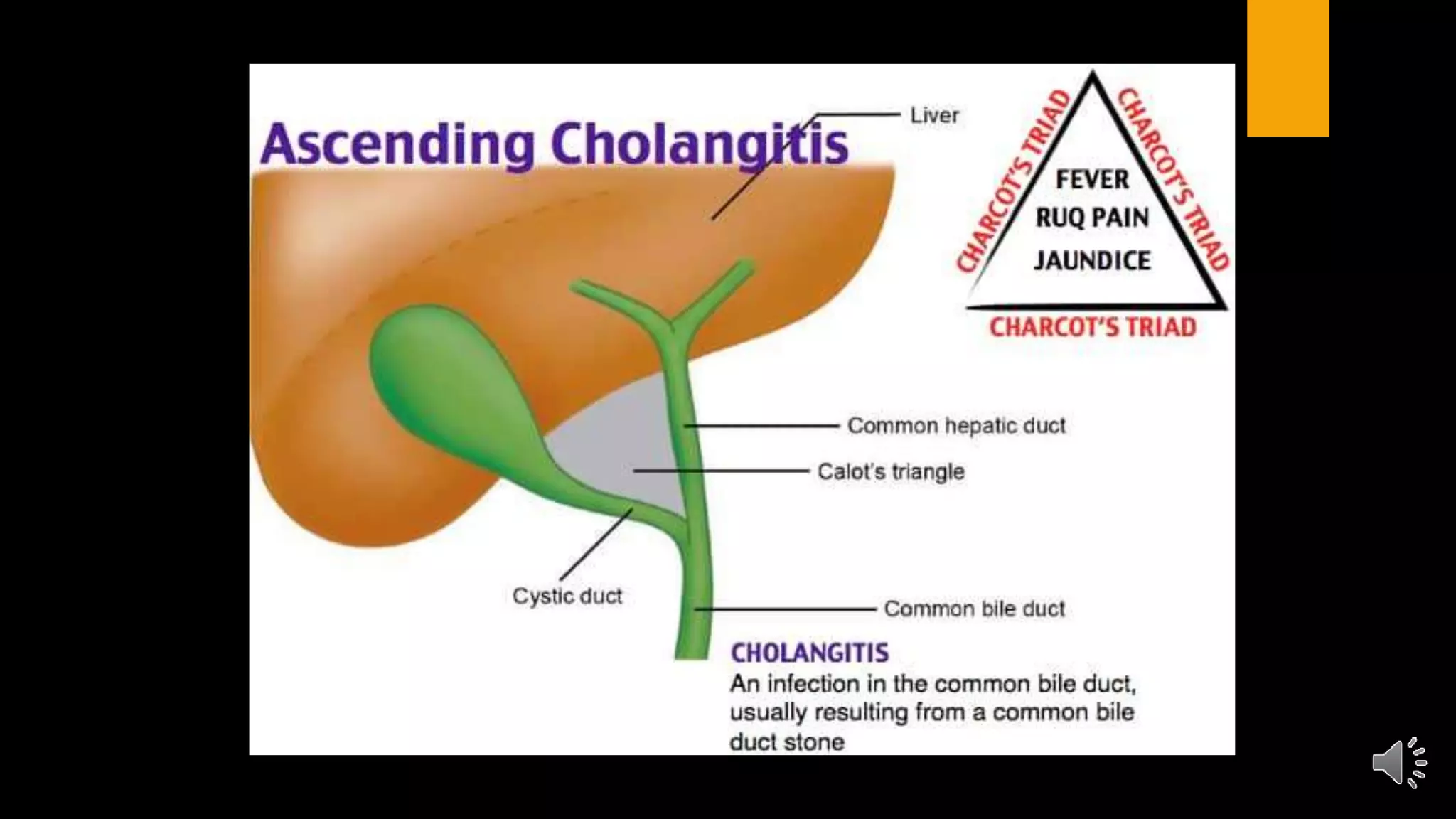 Gall bladder & bile ducts with narration | PPTX
