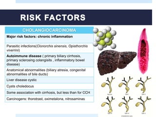 CHOLANGIOCARCINOMA
Major risk factors: chronic inflammation
Parasitic infections(Clonorchis sinensis, Opisthorchis
viverrini)
Autoimmune disease ( primary biliary cirrhosis,
primary sclerosing colangisits , inflammatory bowel
disease)
Anatomical abnormalities (biliary atresia, congenital
abnormalities of bile ducts)
Liver disease cystic
Cysts choledocus
Some association with cirrhosis, but less than for CCH
Carcinogens: thorotrast, oximetalona, nitrosaminas
 