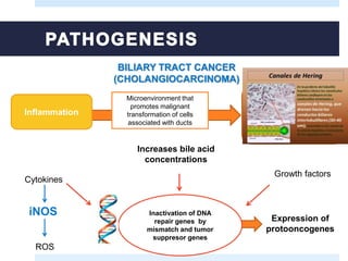 BILIARY TRACT CANCER
(CHOLANGIOCARCINOMA)
• Colangiocitos
• Células madre de los
canalículos biliares (células de
Hering)
• Células epiteliales de las
glándulas peribiliares
Inflammation
Microenvironment that
promotes malignant
transformation of cells
associated with ducts
Inactivation of DNA
repair genes by
mismatch and tumor
suppresor genes
Increases bile acid
concentrations
Cytokines
Growth factors
Expression of
protooncogenes
iNOS
ROS
 