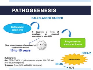 GALLBLADDER CANCER
Gallbladder
carcinoma
It develops a focus of
dysplasia or mucosal
carcinoma in situ (CIS)
Progresses to
adenocarcinomaTime to progression of dysplasia to
carcinoma is around
Inflammation
iNOS
COX-2
Mutations in:
Gen TP53 (35-92% of gallbladder carcinomas, 86% CIS and
28% focus of dysplasia)
Oncogene K-ras (60% gallbladder carcinoma)
ROS
 