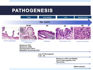 Age (years)
30-40 45 55 60
Normal gallbladder Gallstones and crhonic
inflammation
Dysplasia Carcinoma in situ Invasive carcinoma
Mutationss TP53
Mutationss mDNA
Overexpression COX-2
Methylation of promotersTSG
Loss of heterozygosity
in 3p - 8p
Mutations in FHIT and CDKN2A
Loss in heterozygosity in 9q,
18q and 22q
KRAS mutations
 