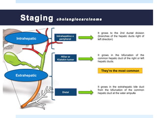 Extrahepatic
Intrahepatic
It grows to the 2nd ductal division
(branches of the hepatic ducts right of
left direction)
It grows in the bifurcation of the
common hepatic duct of the right or left
hepatic ducts.
It grows in the extrahepatic bile duct
from the bifurcation of the common
hepatic duct at the vater ampulla
They’re the most common
 