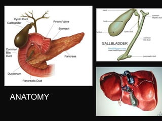 ANATOMY
 