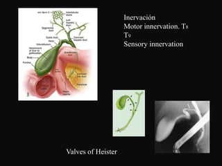 Inervación
                    Motor innervation. T8
                    T9
                    Sensory innervation




Valves of Heister
 