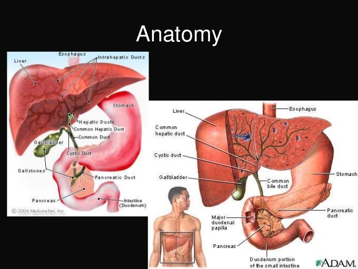 Gallbladder & extrahepatic biliary tree