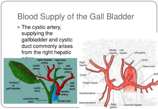 gallbladder the big picture
