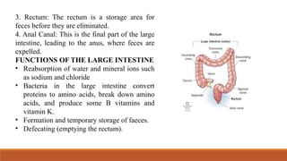 Gall bladder, Small intestine and Large intestine.pptx