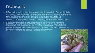 Protecció
 El Departament de Medi Ambient i Habitatge de la Generalitat de
Catalunya, i els Governs de Navarra, País Basc i Andorra portaran a
terme accions concretes per a la millora dels hàbitats i la
conservació del gall fer i altres animals galliformes de muntanya.
 L’objectiu principal d’aquest projecte és crear una xarxa de
seguiment dels galliformes de muntanya i millorar l’hàbitat i les
poblacions d’aquestes espècies de manera concertada entre els
diferents territoris de banda i banda dels Pirineus.
 