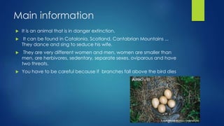 Main information
 It is an animal that is in danger extinction.
 It can be found in Catalonia, Scotland, Cantabrian Mountains ...
They dance and sing to seduce his wife.
 They are very different women and men, women are smaller than
men, are herbivores, sedentary, separate sexes, oviparous and have
two threats.
 You have to be careful because if branches fall above the bird dies
 