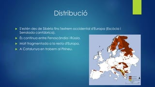 Distribució
 S'estén des de Sibèria fins l'extrem occidental d'Europa (Escòcia i
Serralada cantàbrica).
 És contínua entre Fenoscàndia i Rússia.
 Molt fragmentada a la resta d'Europa.
 A Catalunya en trobem al Pirineu.
 