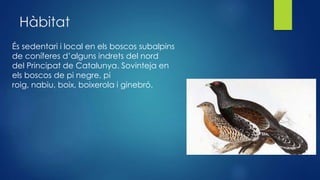 Hàbitat
És sedentari i local en els boscos subalpins
de coníferes d’alguns indrets del nord
del Principat de Catalunya. Sovinteja en
els boscos de pi negre, pi
roig, nabiu, boix, boixerola i ginebró.
 