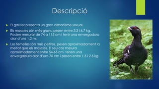 Descripció
 El gall fer presenta un gran dimorfisme sexual.
 Els mascles són més grans, pesen entre 3,3 i 6,7 kg.
Poden mesurar de 74 a 115 cm i tenir una envergadura
alar d’uns 1,2 m.
 Les femelles són més petites, pesen aproximadament la
meitat que els mascles. El seu cos mesura
aproximadament entre 54-65 cm, tenen una
envergadura alar d’uns 70 cm i pesen entre 1,5 i 2,5 kg.
 