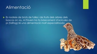 Alimentació
 Es nodreix de brots de fulles i de fruits dels arbres dels
boscos on viu. A l'hivern ho fa bàsicament d'acícules de
pi (folífag),té una alimentació molt especialitzada.
 