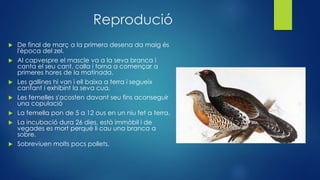 Reprodució
 De final de març a la primera desena da maig és
l'època del zel.
 Al capvespre el mascle va a la seva branca i
canta el seu cant, calla i torna a començar a
primeres hores de la matinada.
 Les gallines hi van i ell baixa a terra i segueix
cantant i exhibint la seva cua.
 Les femelles s'acosten davant seu fins aconseguir
una copulació
 La femella pon de 5 a 12 ous en un niu fet a terra.
 La incubació dura 26 dies, està immòbil i de
vegades es mort perquè li cau una branca a
sobre.
 Sobreviuen molts pocs pollets.
 