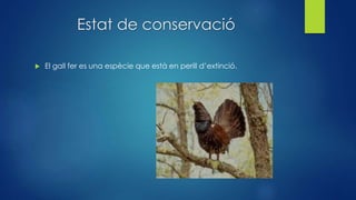 Estat de conservació
 El gall fer es una espècie que està en perill d’extinció.
 