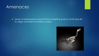 Amenaces
 Tenen d’amenaces la caça furtiva i el perill que els hi conté que els
hi caigui una branca d'arbre a sobre
 