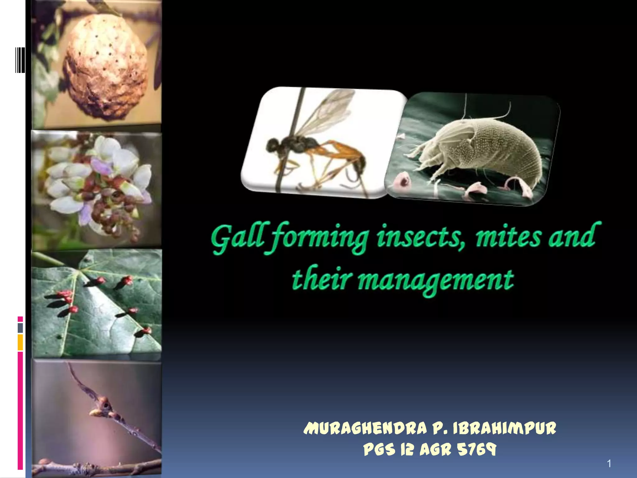 Galling Insects Gall forming insects, mites and their management | PPTX