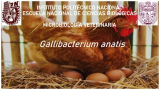 INSTITUTO POLITÉCNICO NACIONAL
ESCUELA NACIONAL DE CIENCIAS BIOLÓGICAS
MICROBIOLOGÍA VETERINARIA
Gallibacterium anatis
 
