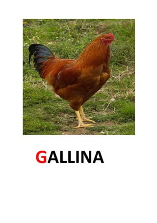 GALLINA
 