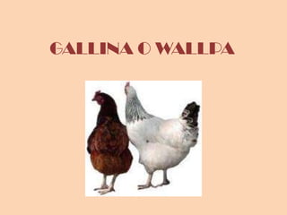 GALLINA O WALLPA 