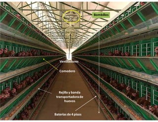 Bombillos




   Ventiladores

   Comedero




   Rejilla y banda
 transportadora de
       huevos


Baterías de 4 pisos
 