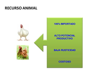 RECURSO ANIMAL


                 100% IMPORTADO



                 ALTO POTENCIAL
                   PRODUCTIVO



                 BAJA RUSTICIDAD



                    COSTOSO
 