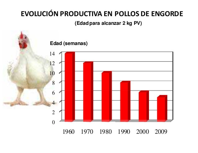 Gallinas ponedoras