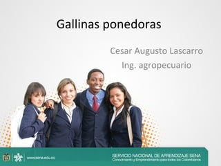 Gallinas ponedoras
Cesar Augusto Lascarro
Ing. agropecuario

 