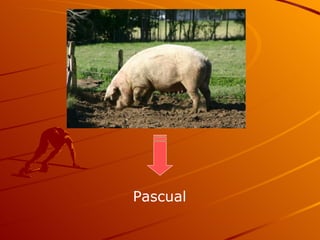 Pascual 