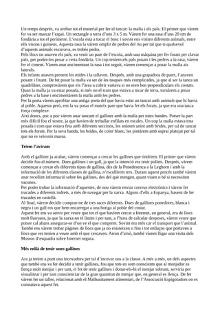 Un temps després, va arribar tot el material per fer el tancat: la malla i els pals. El primer que vàrem
fer va ser marcar l’espai. Un rectangle a terra d’uns 3 x 5 m. Vàrem fer una rasa d’uns 20 cm de
fondària a tot el perímetre. L’escola està a tocar el bosc i sovint ens visiten diferents animals, entre
ells visons i guineus. Aquesta rasa la vàrem omplir de pedres del riu per tal que si qualsevol
d’aquests animals excavava, es trobés pedra.
Pels llocs on anaven els pals, va venir un pare de l’escola, amb una màquina per fer forats per clavar
pals, per poder-los posar a certa fondària. Un cop teníem els pals posats i les pedres a la rasa, vàrem
fer el ciment. Vàrem anar encimentant la rasa i tot seguit, vàrem començar a posar la malla als
laterals.
Els infants anaven prenent les mides i la tallaven. Després, amb una grapadora de paret, l’anaven
posant i fixant. De fet posar la malla va ser de les tasques més complicades, ja que al ser la tanca un
quadrilàter, comprovàrem que els l’àrea a cobrir variava si no eren ben perpendiculars els costats.
Quan la malla ja va estar posada, si més no el tram que estava a tocar de terra, tornàrem a posar
pedres a la base i encimentàrem la malla amb les pedres.
Per la porta vàrem aprofitar una antiga porta del que havia estat un tancat amb animals que hi havia
al poble. Aquesta però, ens la va posar el mateix pare que havia fet els forats, ja que era una tasca
força complexe.
Així doncs, poc a poc vàrem anar tancant el galliner amb la malla per totes bandes. Potser la part
més difícil fou el sostre, ja que havien de treballar enfilats en escales. Un cop la malla estava tota
posada i com que estava feta amb diferents seccions, les anàrem unint amb brides, per tal de tancar
tots els forats. Per la seva banda, les brides, de color blanc, les pintàrem amb esprai platejat per tal
que no es veiessin massa.
Triem l’aviram
Amb el galliner ja acabat, vàrem començar a cercar les gallines que tindríem. El primer que vàrem
decidir fou el número. Dues gallines i un gall, ja que la intenció era tenir pollets. Després, vàrem
començar a cercar els diferents tipus de gallina, des de la Penedesenca a la Leghorn i amb la
informació de les diferents classes de gallina, n’escollirem tres. Durant aquest procés també vàrem
anar recollint informació sobre les gallines, des del què mengen, quant viuen o bé si necessiten
vacunes.
Per poder trobar la informació d’aquestes, de nou vàrem enviar correus electrònics i vàrem fer
trucades a diferents indrets, a més de navegar per la xarxa. Alguns d’ells a Espanya, havent de fer
trucades en castellà.
Al final, vàrem decidir comprar-ne de tres races diferents. Dues de gallines ponedores, blanca i
negra i un gall ros que hem encarregat a una botiga al poble del costat.
Aquest fet ens va servir per veure que tot el que havíem cercat a Internet, en general, era de llocs
molt llunyans, ja que la xarxa no té límits i per tant, a l’hora de calcular despeses, vàrem veure que
potser cal abans assegurar-se d’on ve el que comprem. Sovint era més car el transport que l’animal.
També ens vàrem trobar pàgines de llocs que ja no existeixen o fins i tot enllaços que portaven a
llocs que res tenien a veure amb el que cercaven. Arran d’això, també vàrem lligar una visita dels
Mossos d’esquadra sobre Internet segura.
Més enllà de tenir unes gallines
Ara ja tenim a punt una incovadora per tal d’incovar ous a la classe. A més a més, un dels aspectes
que també ens va fer decidir a tenir gallines, fou que tots en som conscients que al menjador es
llença molt menjar i per tant, el fet de tenir gallines i donar-els-hi el menjar sobrant, serviria per
visualitzar i per tant conscienciar de la gran quantitat de menjar que, en general es llença. De fet
vàrem fer un taller, relacionat amb el Malbaratament alimentari, de l’Associació Espigoladors on es
constatava aquest fet.
 