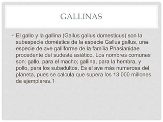 GALLINAS
• El gallo y la gallina (Gallus gallus domesticus) son la
subespecie doméstica de la especie Gallus gallus, una
especie de ave galliforme de la familia Phasianidae
procedente del sudeste asiático. Los nombres comunes
son: gallo, para el macho; gallina, para la hembra, y
pollo, para los subadultos. Es el ave más numerosa del
planeta, pues se calcula que supera los 13 000 millones
de ejemplares.1