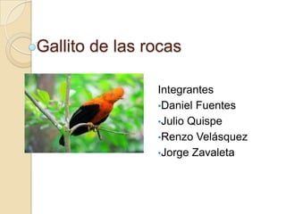 Gallito de las rocas

                Integrantes
                •Daniel Fuentes
                •Julio Quispe
                •Renzo Velásquez
                •Jorge Zavaleta
 