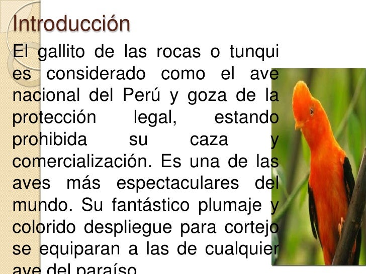 Gallito de las rocas