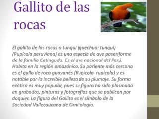 Gallito de las
rocas
El gallito de las rocas o tunqui (quechua: tunqui)
(Rupícola peruviana) es una especie de ave paseriforme
de la familia Catinguda. Es el ave nacional del Perú.
Habita en la región amazónica. Su pariente más cercano
es el gallo de roca guayanés (Rupícola rupícola) y es
notable por la increíble belleza de su plumaje. Su forma
exótica es muy popular, pues su figura ha sido plasmada
en grabados, pinturas y fotografías que se publican por
doquier. La figura del Gallito es el símbolo de la
Sociedad Vallecaucana de Ornitología.
 