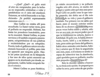 Gallito jazz pelusa 79