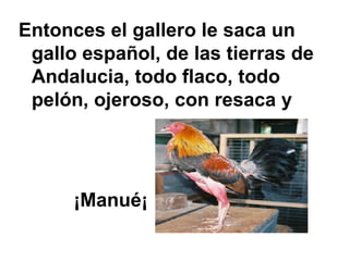 Entonces el gallero le saca un gallo español, de las tierras de Andalucia, todo flaco, todo pelón, ojeroso, con resaca y ¡Manué¡ 