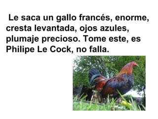 Le saca un gallo francés, enorme, cresta levantada, ojos azules, plumaje precioso. Tome este, es Philipe Le Cock, no falla.  