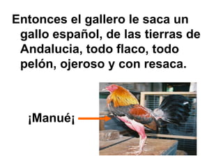 Entonces el gallero le saca un gallo español, de las tierras de Andalucia, todo flaco, todo pelón, ojeroso y con resaca. ¡Manué¡ 