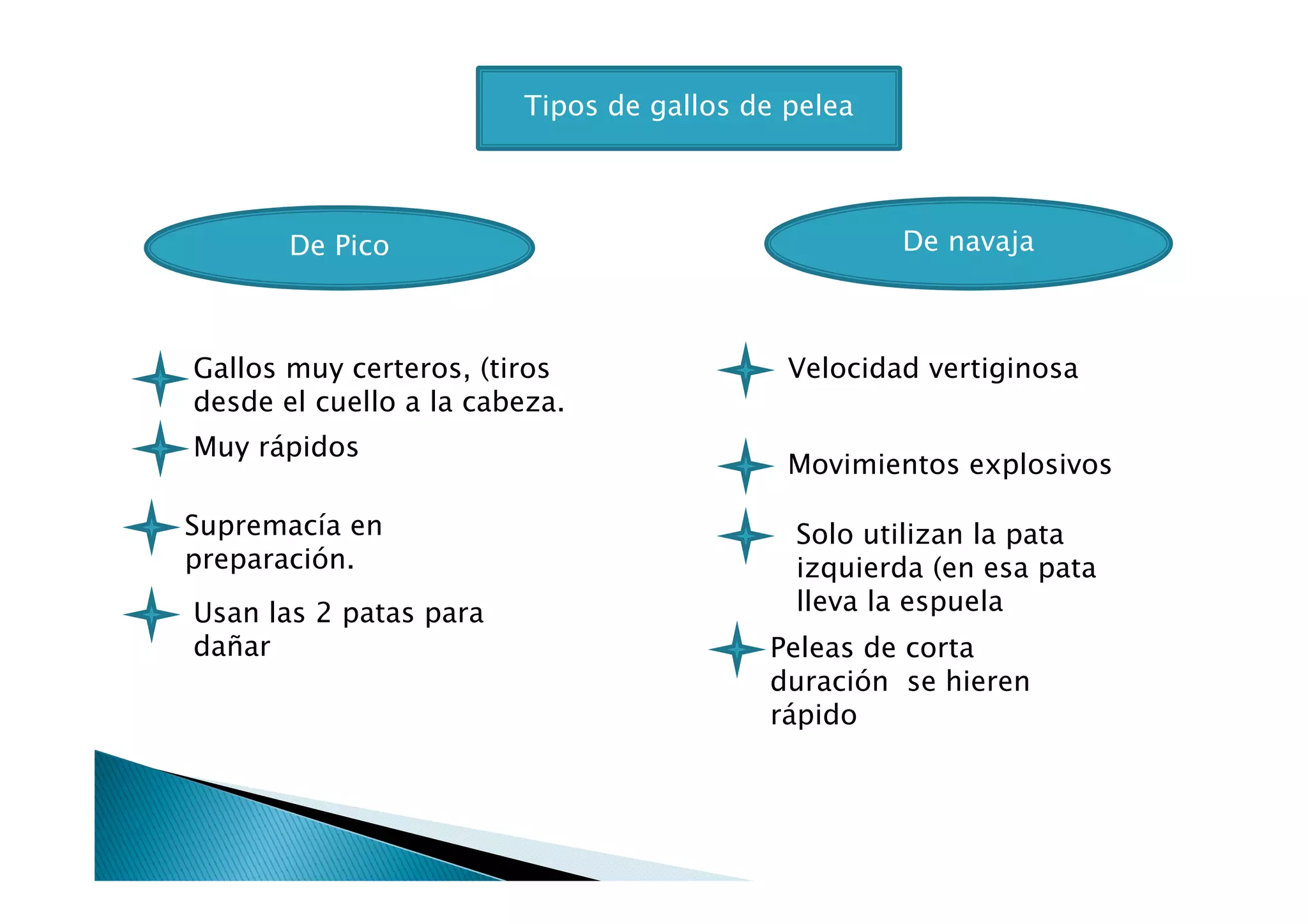 Gallos De Pelea | PDF