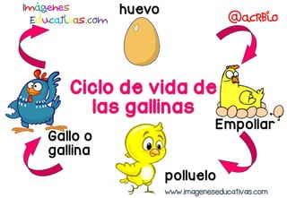 huevo
polluelo
Gallo o
gallina
Empollar
www.imageneseducativas.com
 