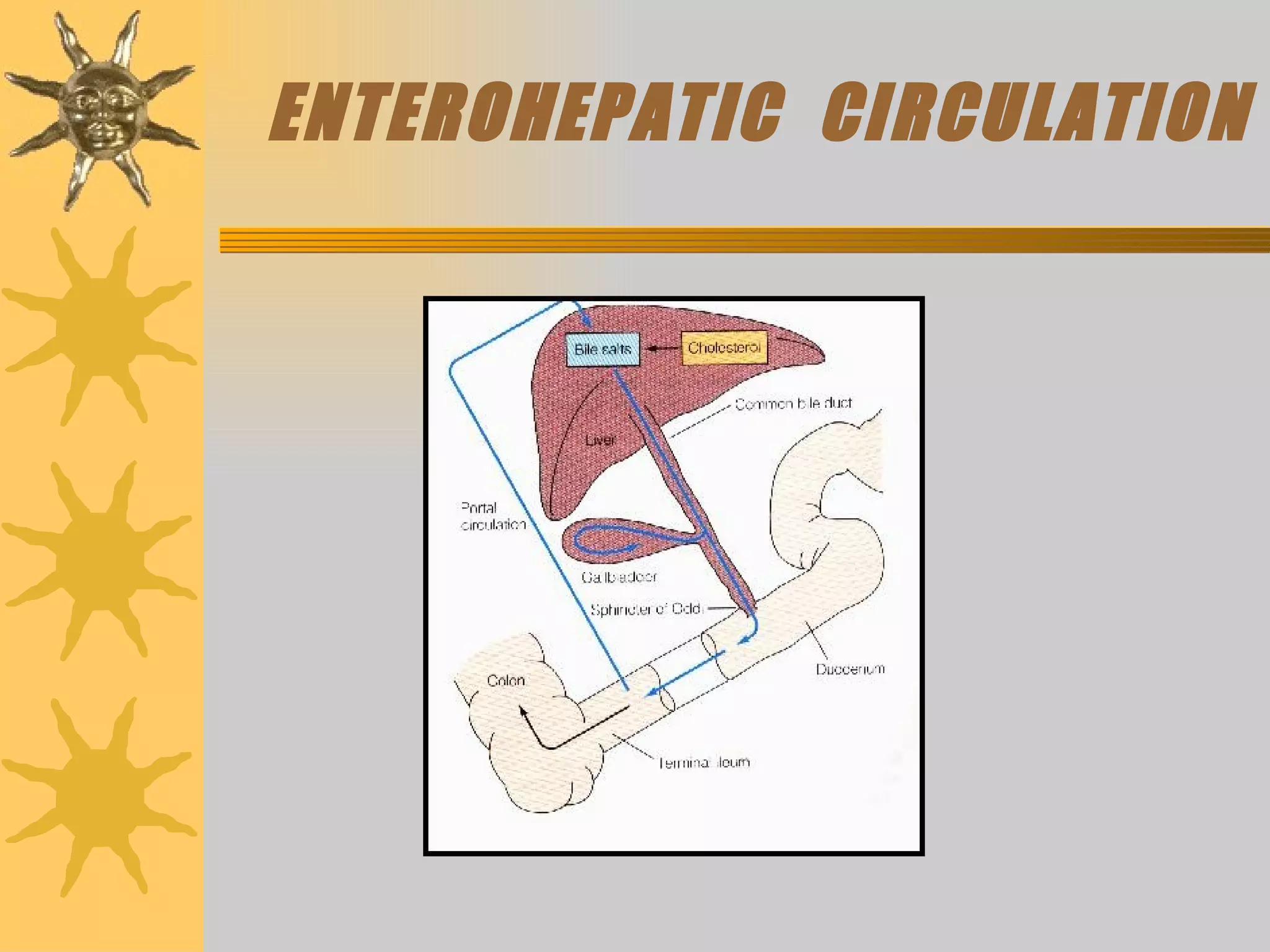 ENTEROHEPATIC  CIRCULATION 