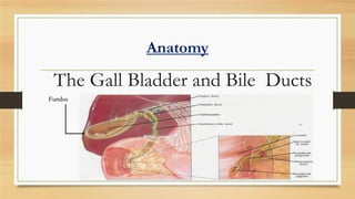 Anatomy

The Gall Bladder and Bile Ducts
Fundus

 
