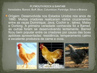Orígem: Desenvolvida nos Estados Unidos nos anos de
1860. Muitos criadores realizaram vários cruzamentos
entre as raças Dominique, Java, Cochin e , talvez, Malay
e Dorking. A primeira variedade conhecida foi a Barred,
as outras foram se desenvolvendo lentamente. Barred
ficou bem popular entre os criadores por causa das boas
aptidoes apresentadas: resistência, temperamento calmo
e excelente produtora de carne e ovos.
 