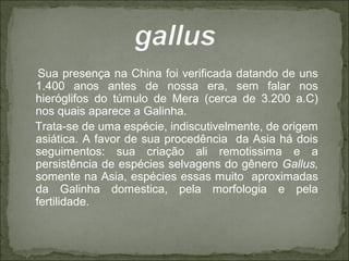 Sua presença na China foi verificada datando de uns
1.400 anos antes de nossa era, sem falar nos
hieróglifos do túmulo de Mera (cerca de 3.200 a.C)
nos quais aparece a Galinha.
Trata-se de uma espécie, indiscutivelmente, de origem
asiática. A favor de sua procedência da Asia há dois
seguimentos: sua criação ali remotissima e a
persistência de espécies selvagens do gênero Gallus,
somente na Asia, espécies essas muito aproximadas
da Galinha domestica, pela morfologia e pela
fertilidade.
 